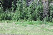 176 - Maligne Canyon, Medicine Lake, Maligne Lake - IMG_1258